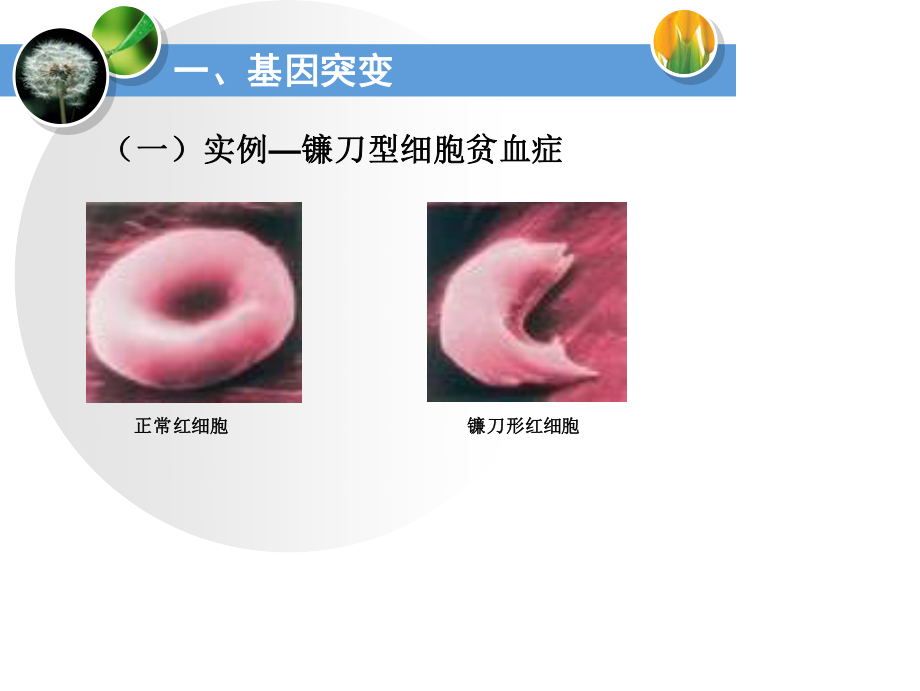 胸腺嘧啶或腺嘌呤D.ppt_第3页