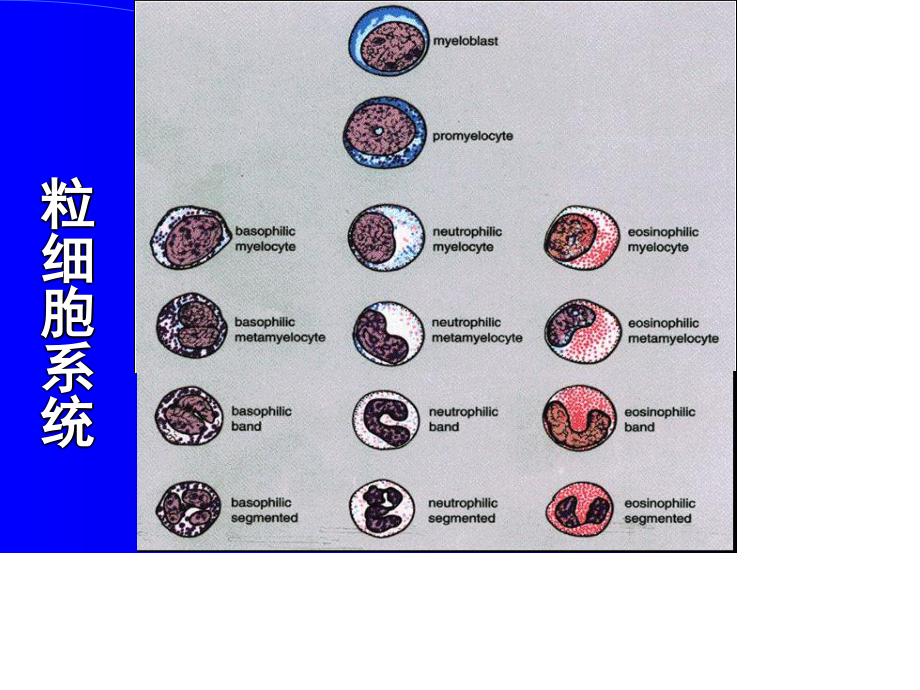 新正常粒细胞形态.ppt_第3页