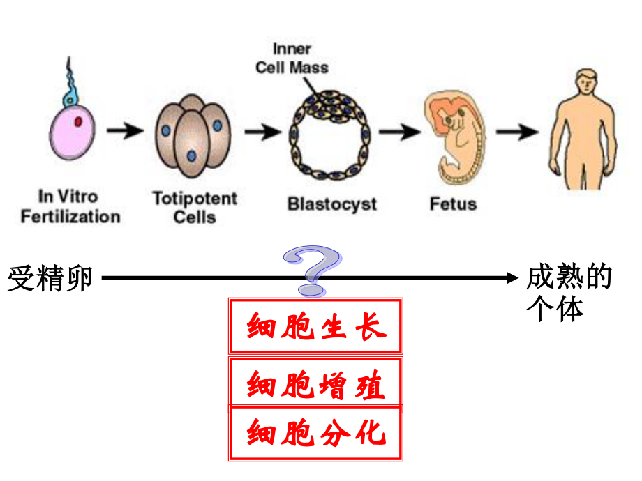 细胞分化.ppt_第2页