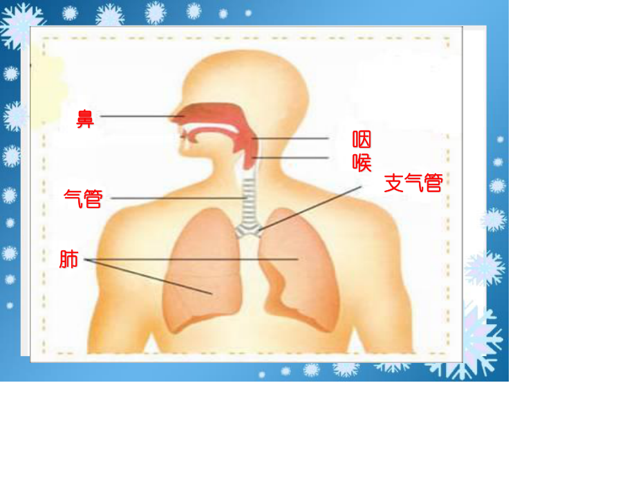 我们的呼吸.ppt_第3页