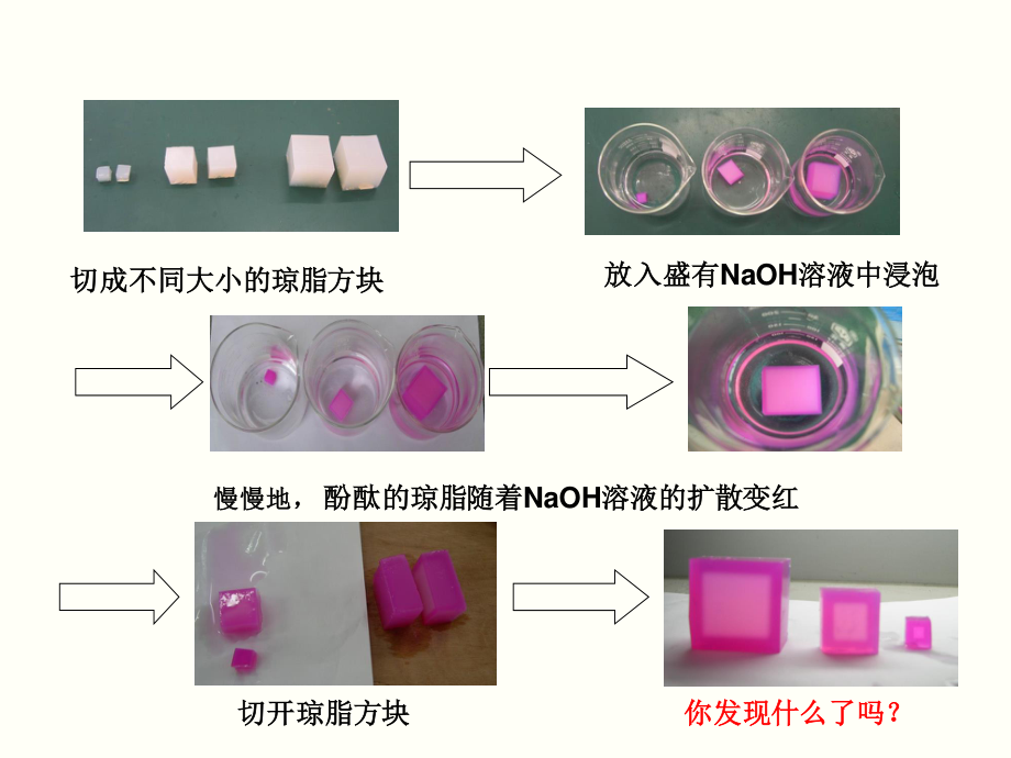 细胞的增殖讲课用.ppt_第2页