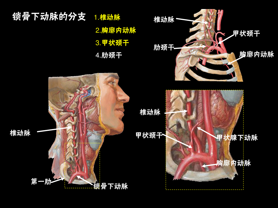 系解uni15.动脉(二).ppt_第3页