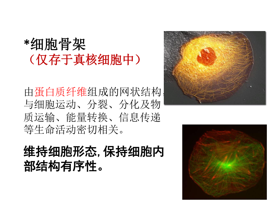 细胞器—系统内的分工与合作Z.ppt_第3页