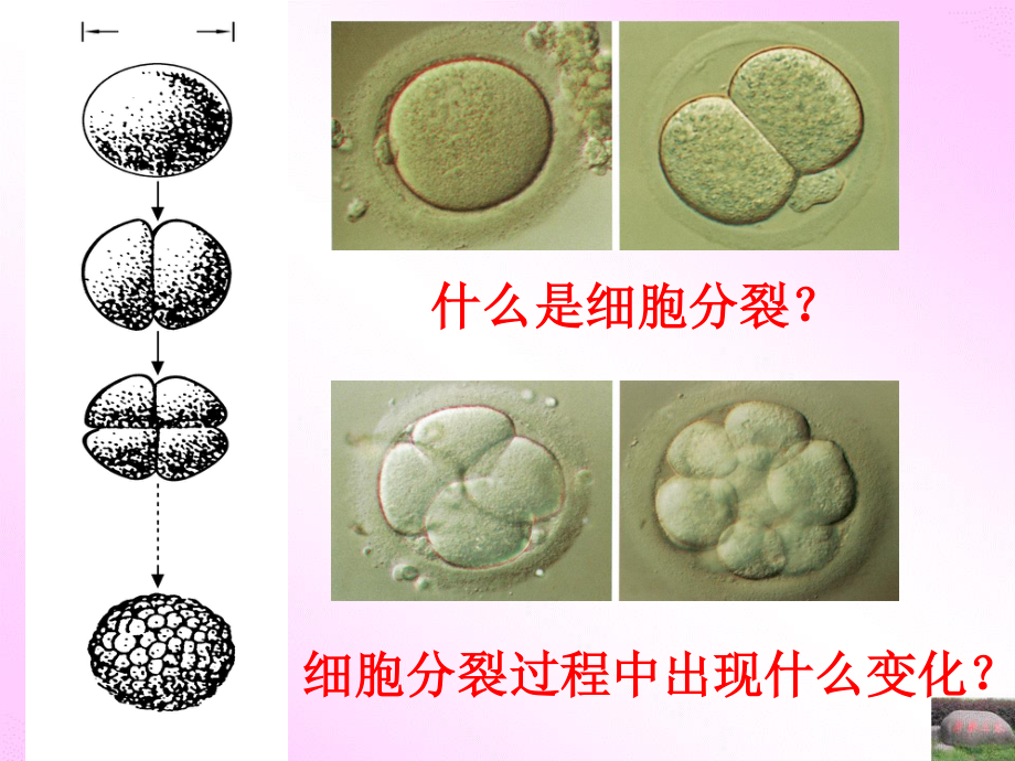 细胞的分裂-生长和分化.ppt_第3页