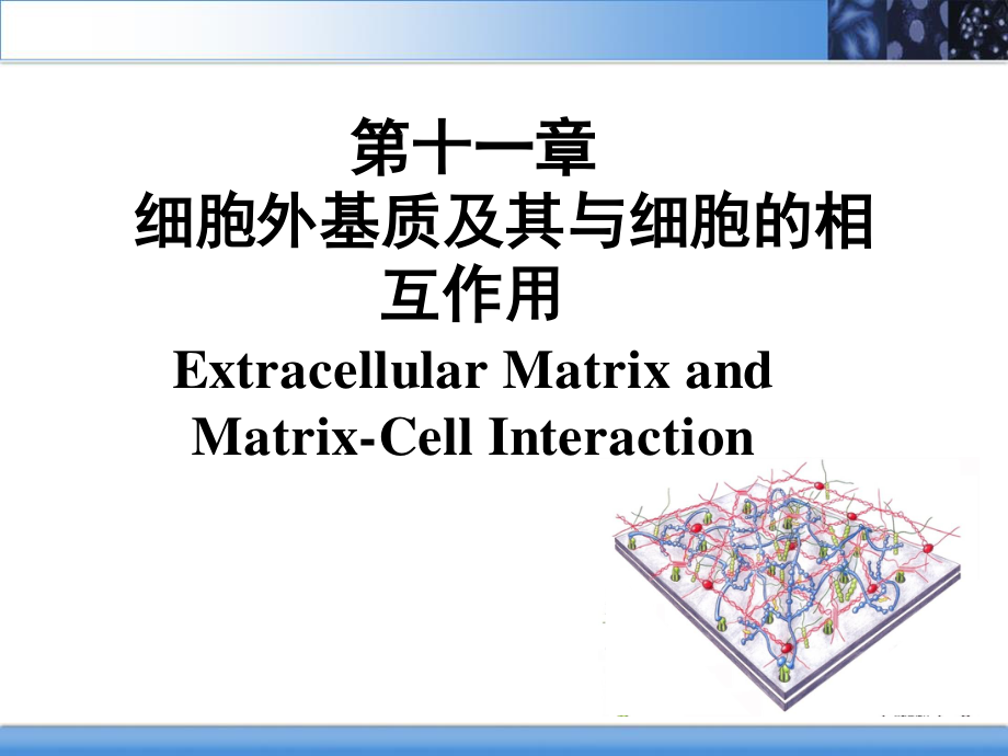 细胞外基质及其与细胞的相互作用.ppt_第2页