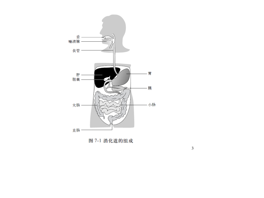 消化系统ppt.ppt_第3页