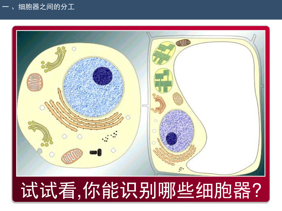 细胞器-系统内的合作分工.ppt_第3页