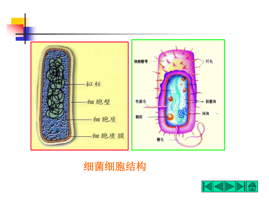 细胞一般结构.ppt_第2页