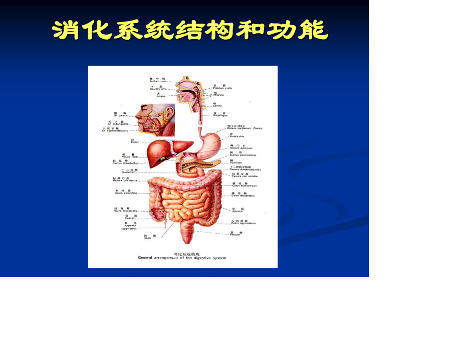 消化系统的结构与功能.ppt_第2页