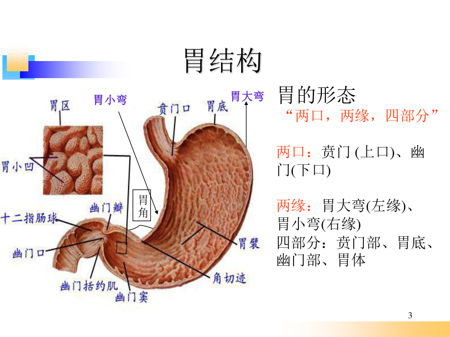 胃炎-自编新.ppt_第3页