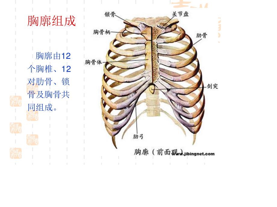 胸部评估检查.ppt_第3页