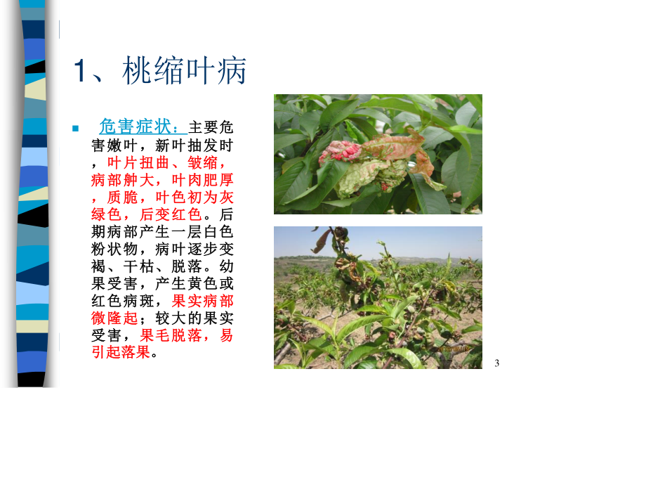 桃树病虫害防治技术.ppt_第2页