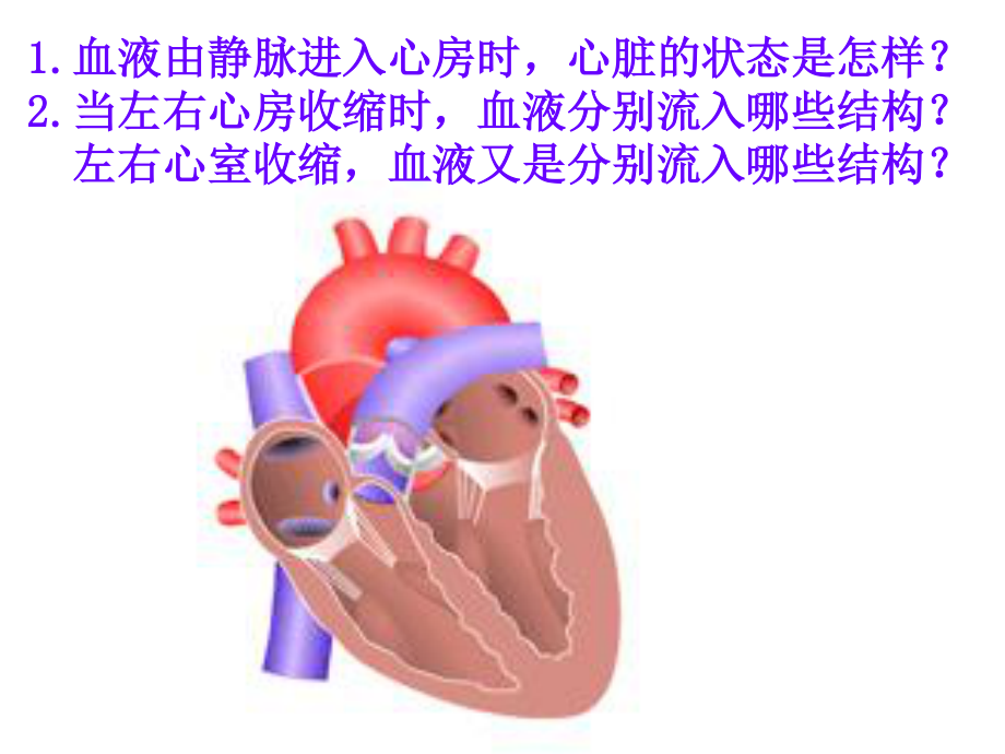 心脏的第二课时.ppt_第3页