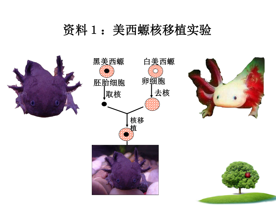 细胞核系统的调控中心(精).ppt_第3页