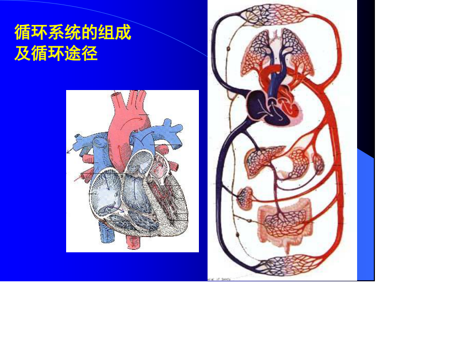 心脏瓣膜病1.ppt_第3页