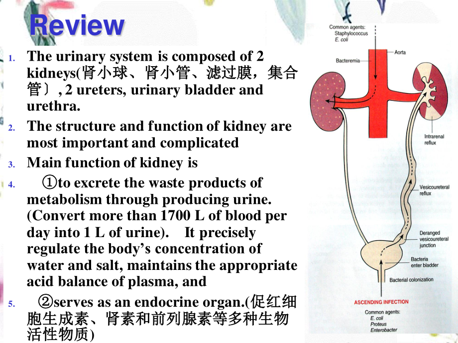 2023年B学生全部泌尿（教学课件）.ppt_第2页