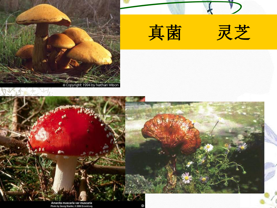 2023年g第四节抗真菌药物（教学课件）.ppt_第3页