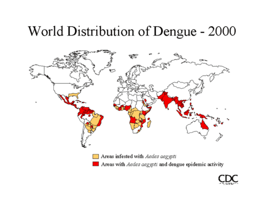 2023年Dengue fever（教学课件）.ppt_第2页