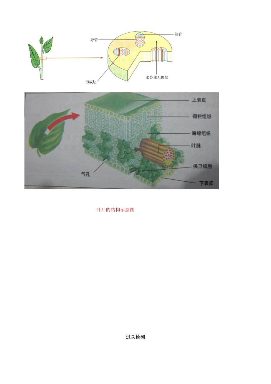 2023学年七年级生物上册专题七绿色植物与生物圈的水循坏知识梳理及过关检测含解析新版（人教版）.doc_第2页