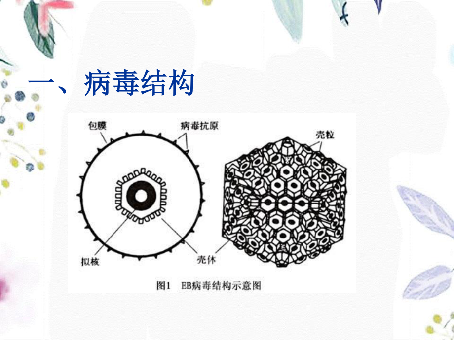 2023年EB病毒（教学课件）.ppt_第3页