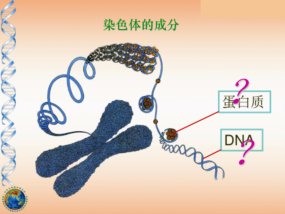 2023年DNA是主要的遗传物质新人教版必修（教学课件）.ppt_第3页