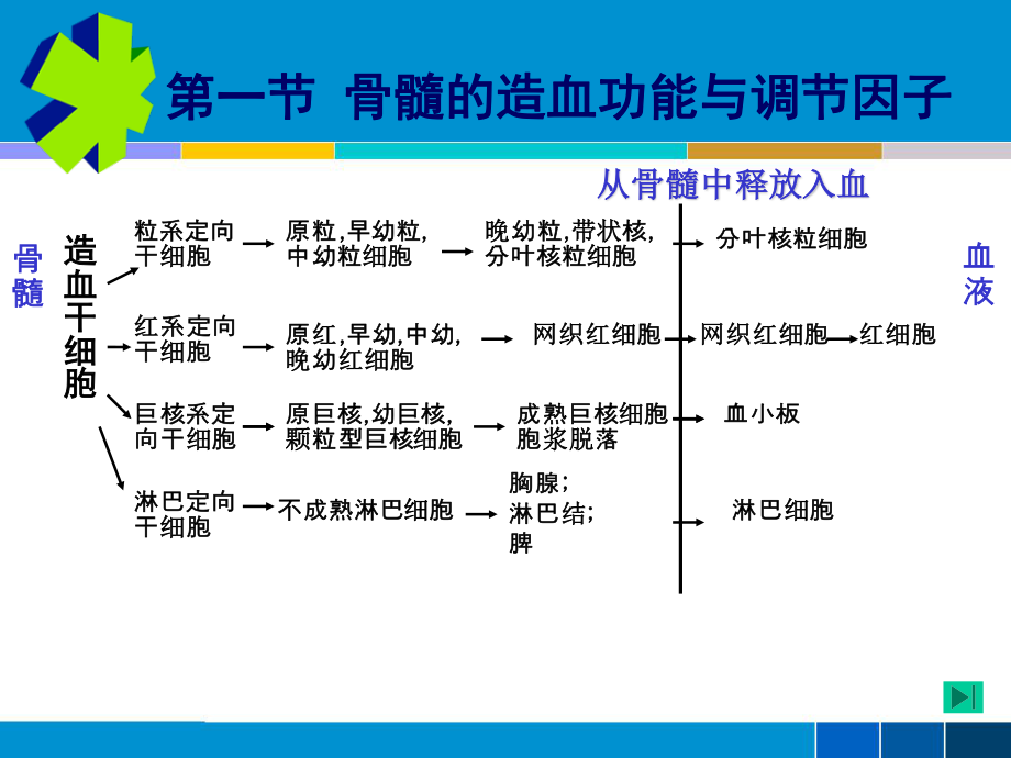 2023年cc第药物对血液系统的毒性作用（教学课件）.ppt_第2页