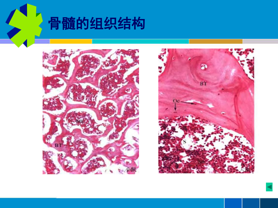 2023年cc第药物对血液系统的毒性作用（教学课件）.ppt_第3页