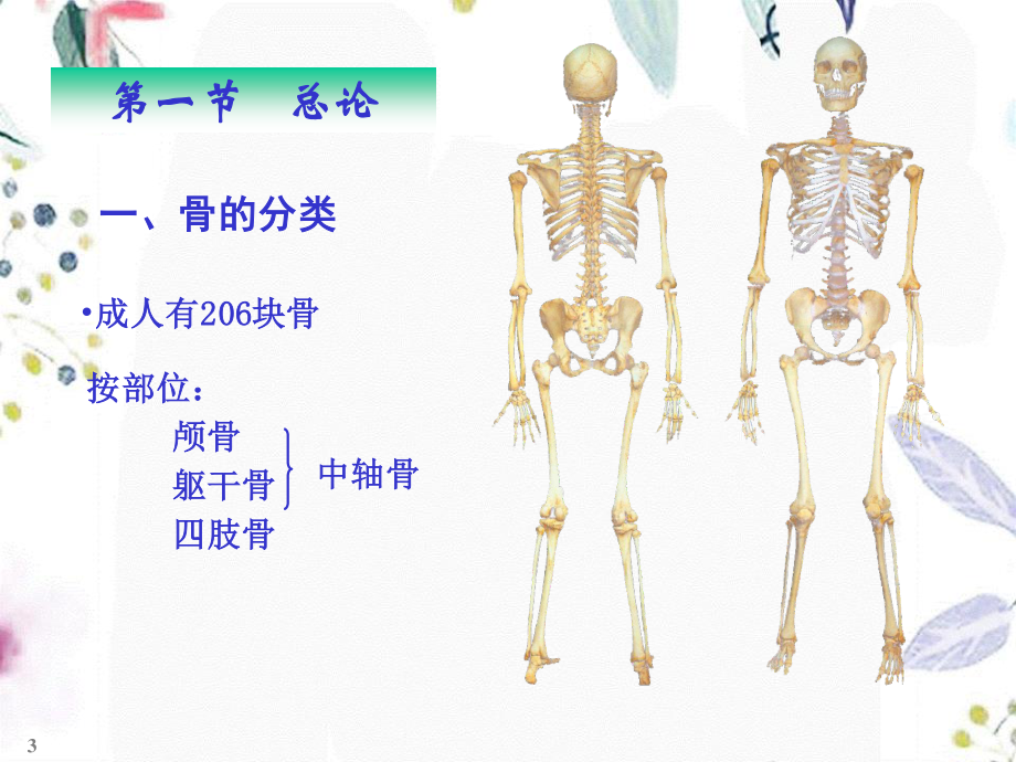 2023年chapter骨学（教学课件）.ppt_第3页