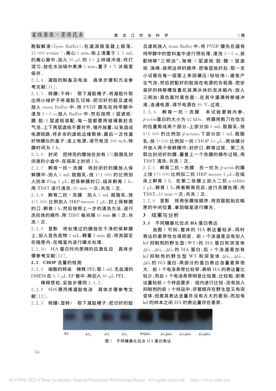 血凝素诱发内质网应激反应初探_刘悦.pdf_第3页