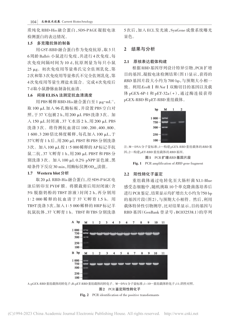 新型冠状病毒RBD蛋白原核表达及多克隆抗体的制备_彭晓燕.pdf_第3页