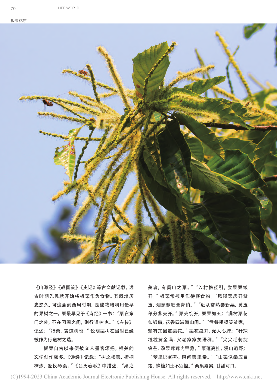 小板栗大气候_石飞翔.pdf_第3页