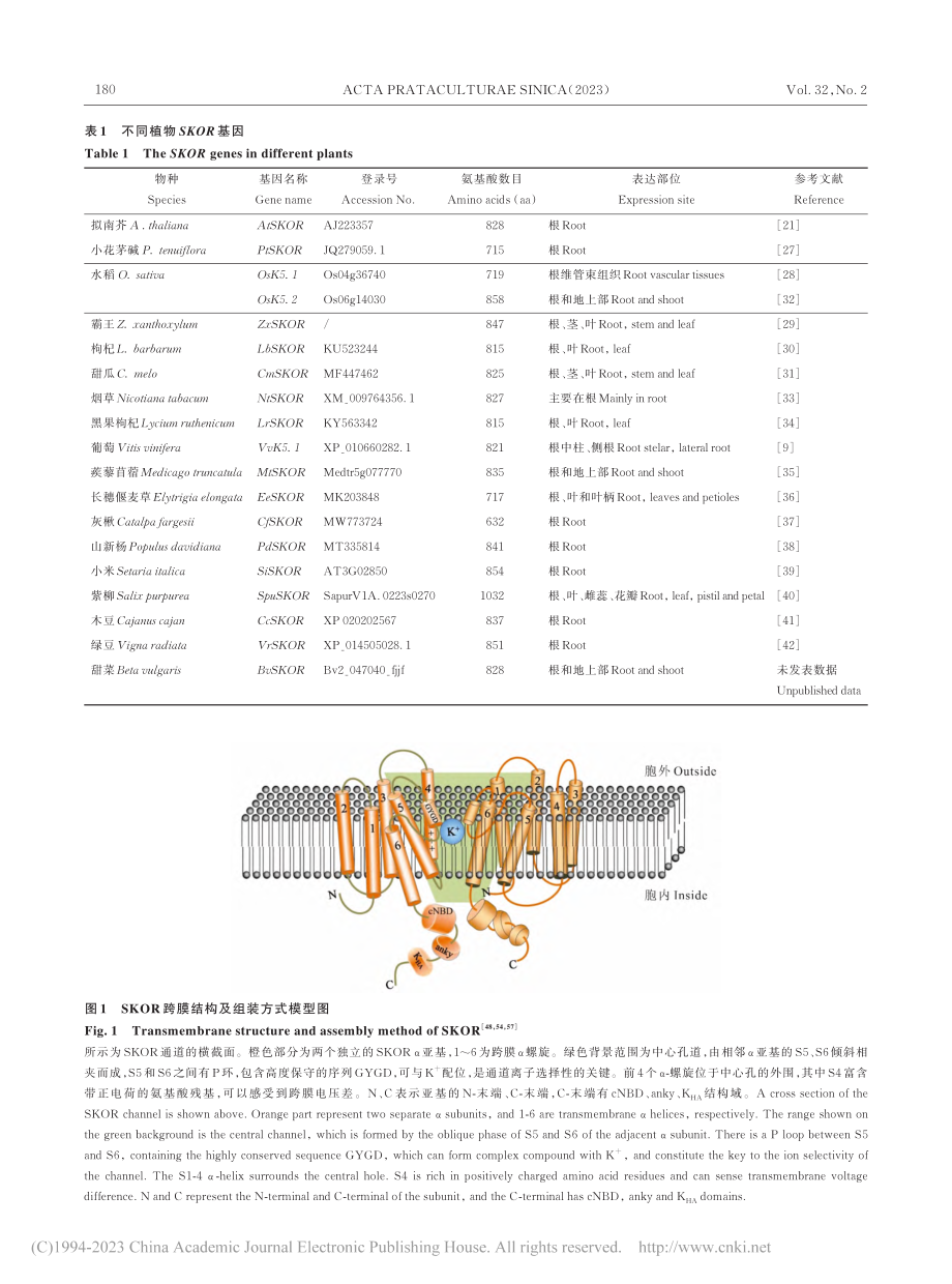 植物外向整流K-+通道SKOR研究进展_任盼盼.pdf_第3页