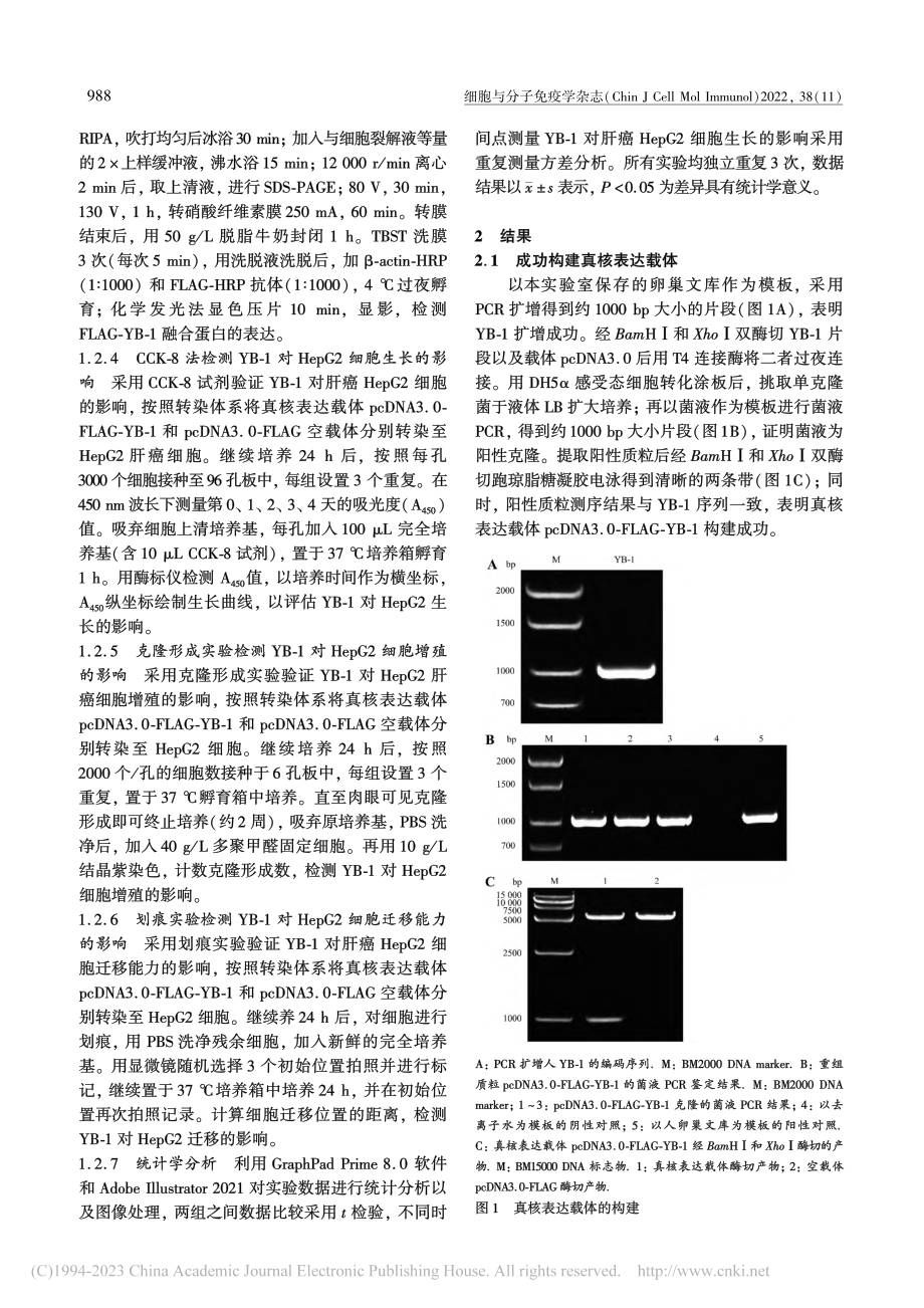 真核表达的人Y盒结合蛋白1...pG2肝癌细胞的增殖和迁移_石烟祝.pdf_第3页