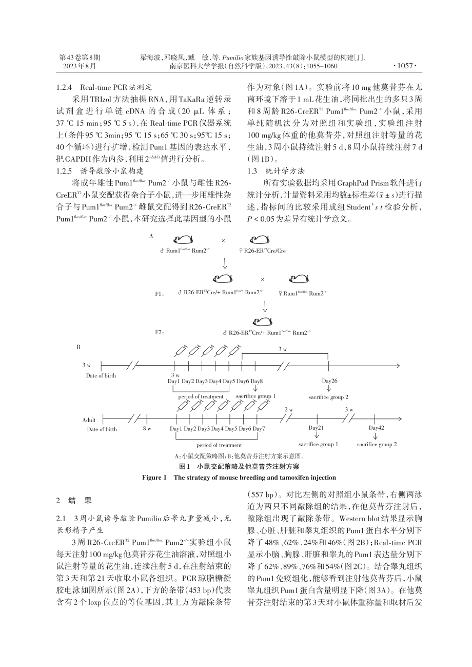 Pumilio家族基因诱导性敲除小鼠模型的构建.pdf_第3页