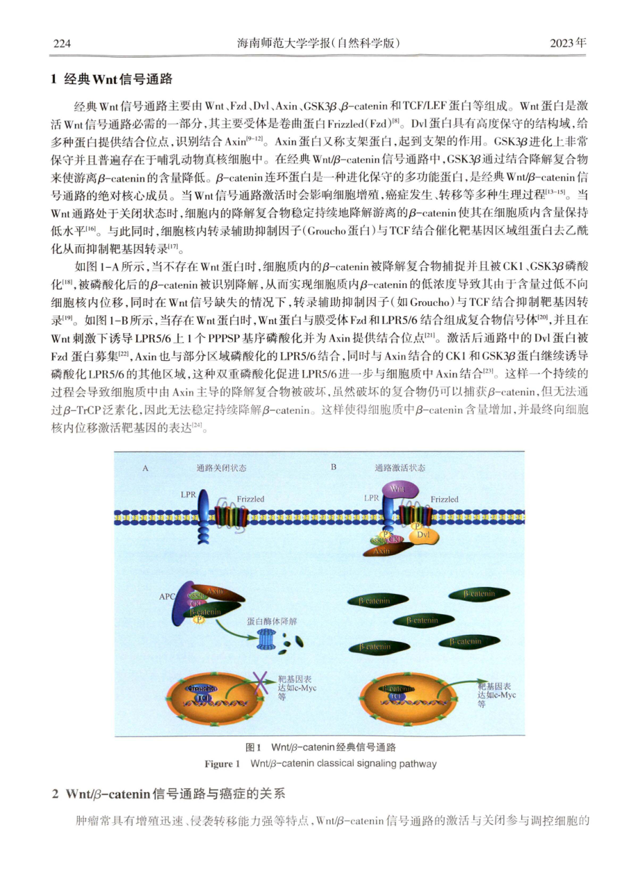 靶向Wnt_β-catenin信号通路的抗肿瘤活性分子研究进展.pdf_第2页