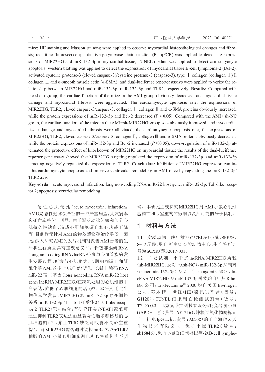 LncRNA MIR22HG调节miR-132-3p_TLR2轴对急性心肌梗死小鼠心肌细胞凋亡和心室重构的影响.pdf_第2页