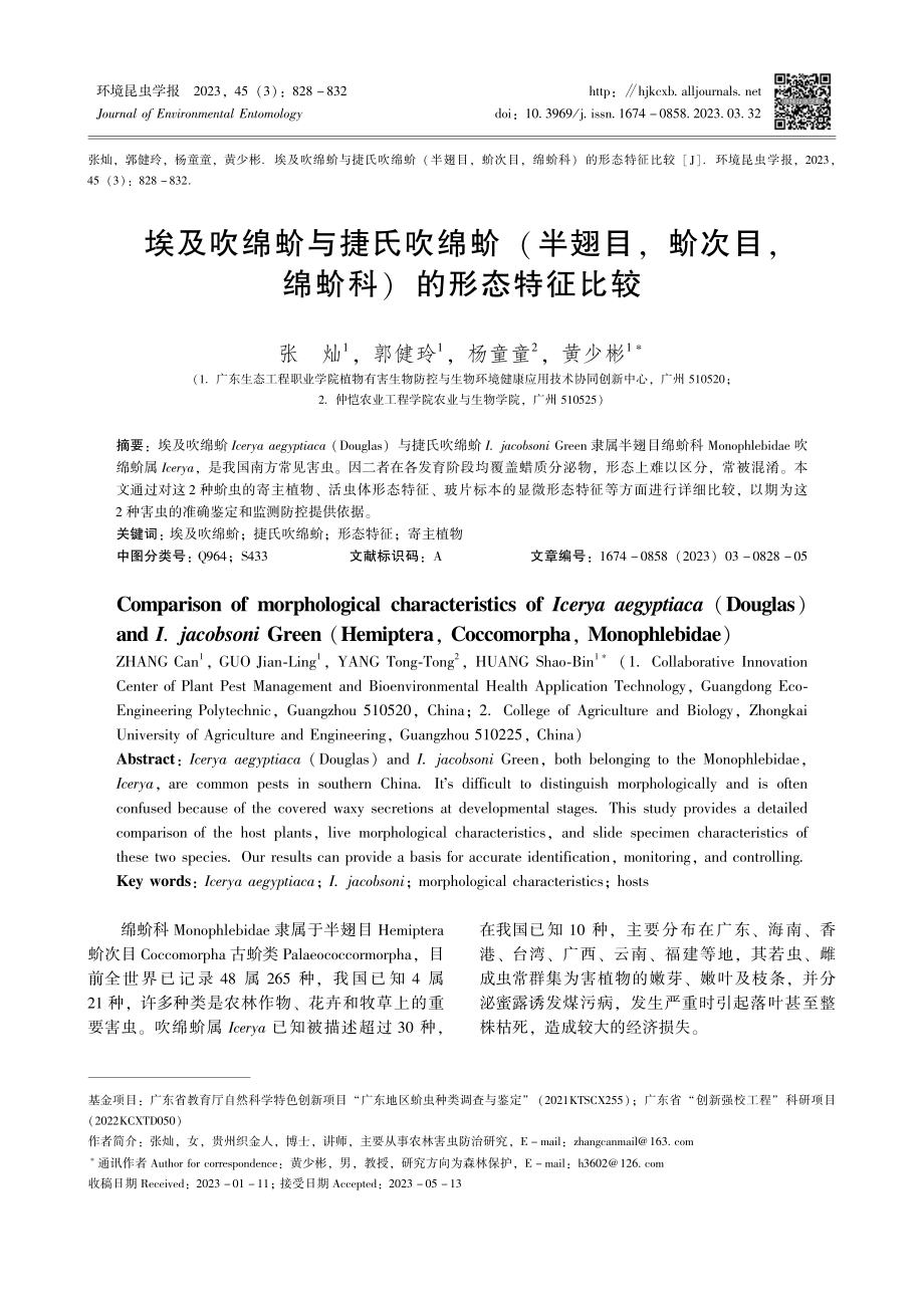 埃及吹绵蚧与捷氏吹绵蚧%28半翅目%2C蚧次目%2C绵蚧科%29的形态特征比较.pdf_第1页