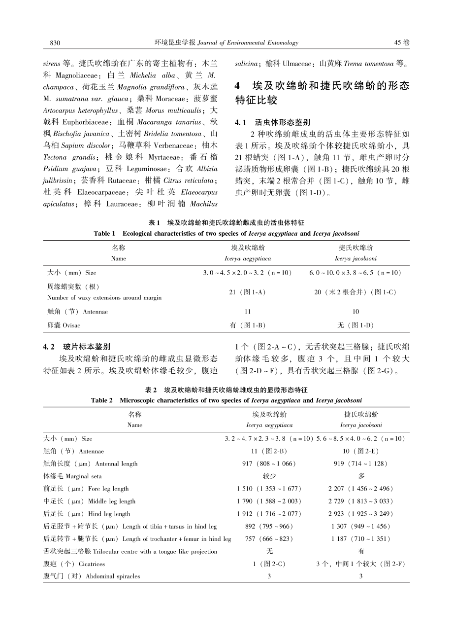 埃及吹绵蚧与捷氏吹绵蚧%28半翅目%2C蚧次目%2C绵蚧科%29的形态特征比较.pdf_第3页