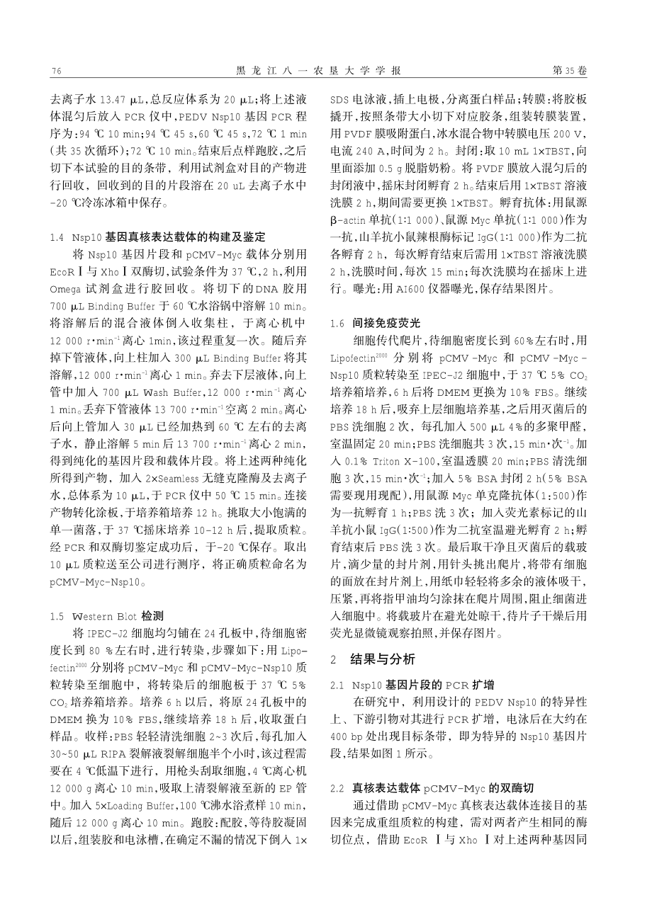 PEDV Nsp10基因真核表达载体的构建及蛋白的表达.pdf_第3页