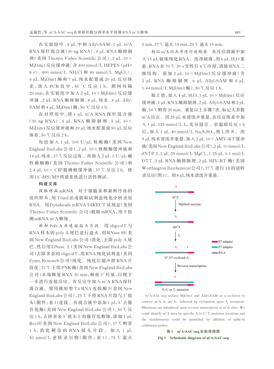 m6A-SAC-seq在单核苷酸分辨率水平检测RNAm6A修饰.pdf_第3页