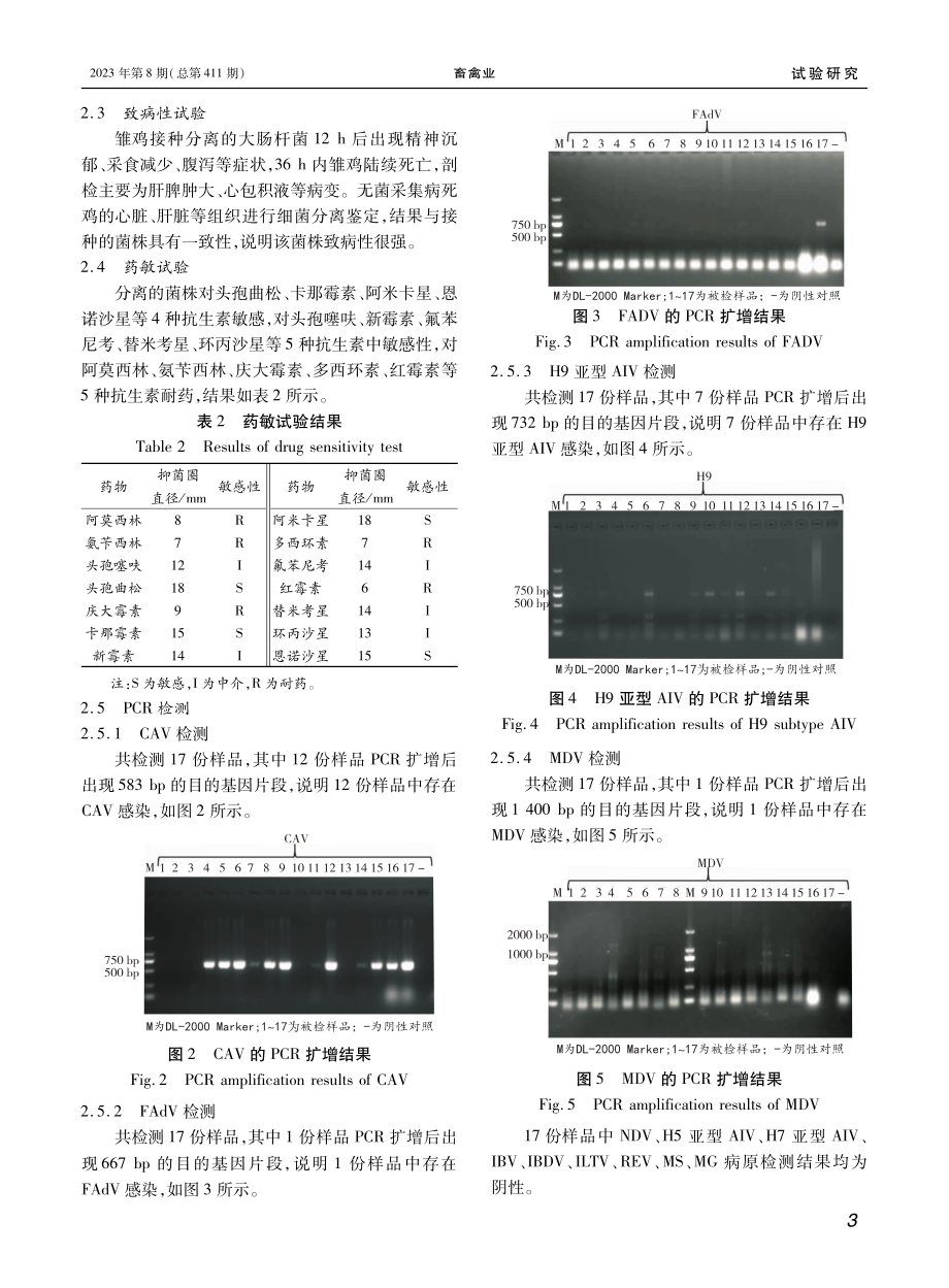 1例蛋鸡混合感染的病原检测与分析.pdf_第3页