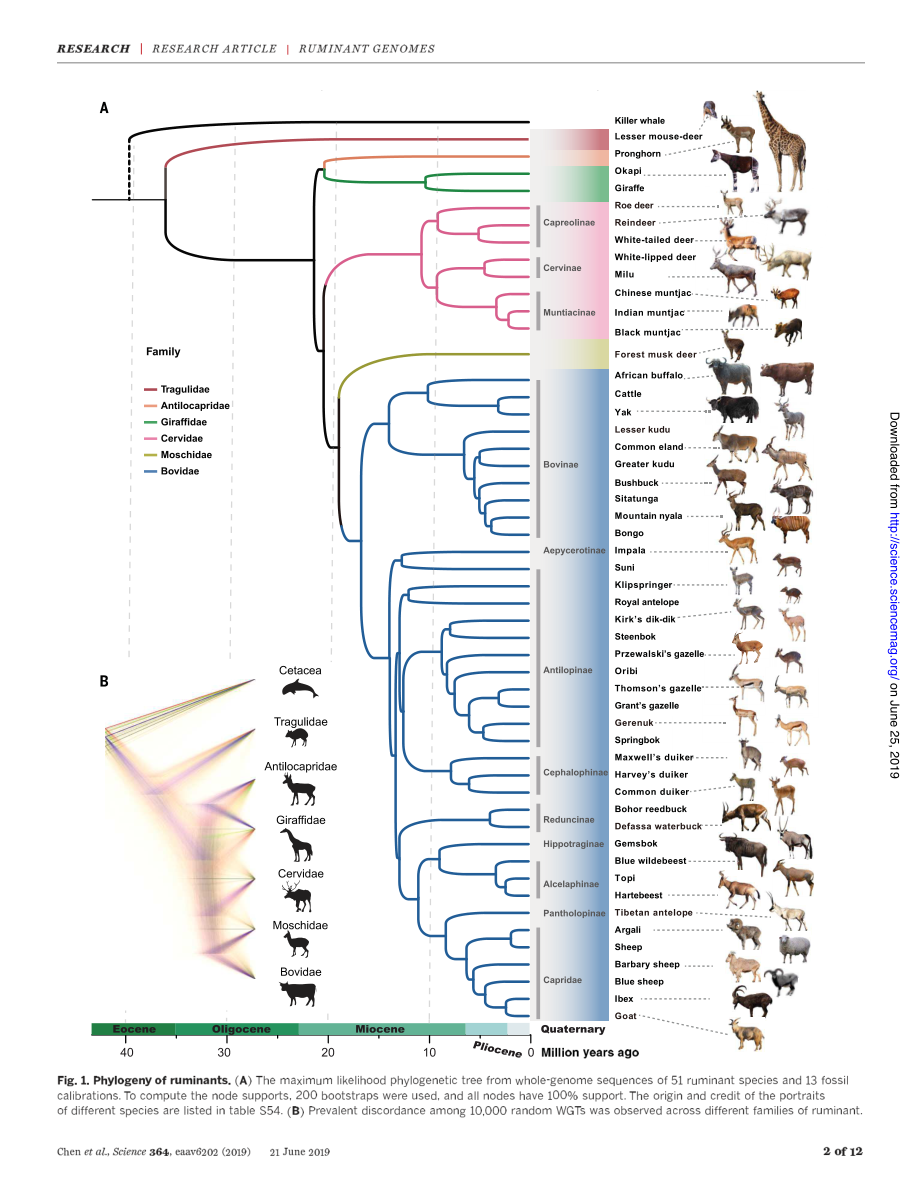 Large-scale ruminant genome sequencing provides insights into their evolution and distinct traits.pdf_第3页