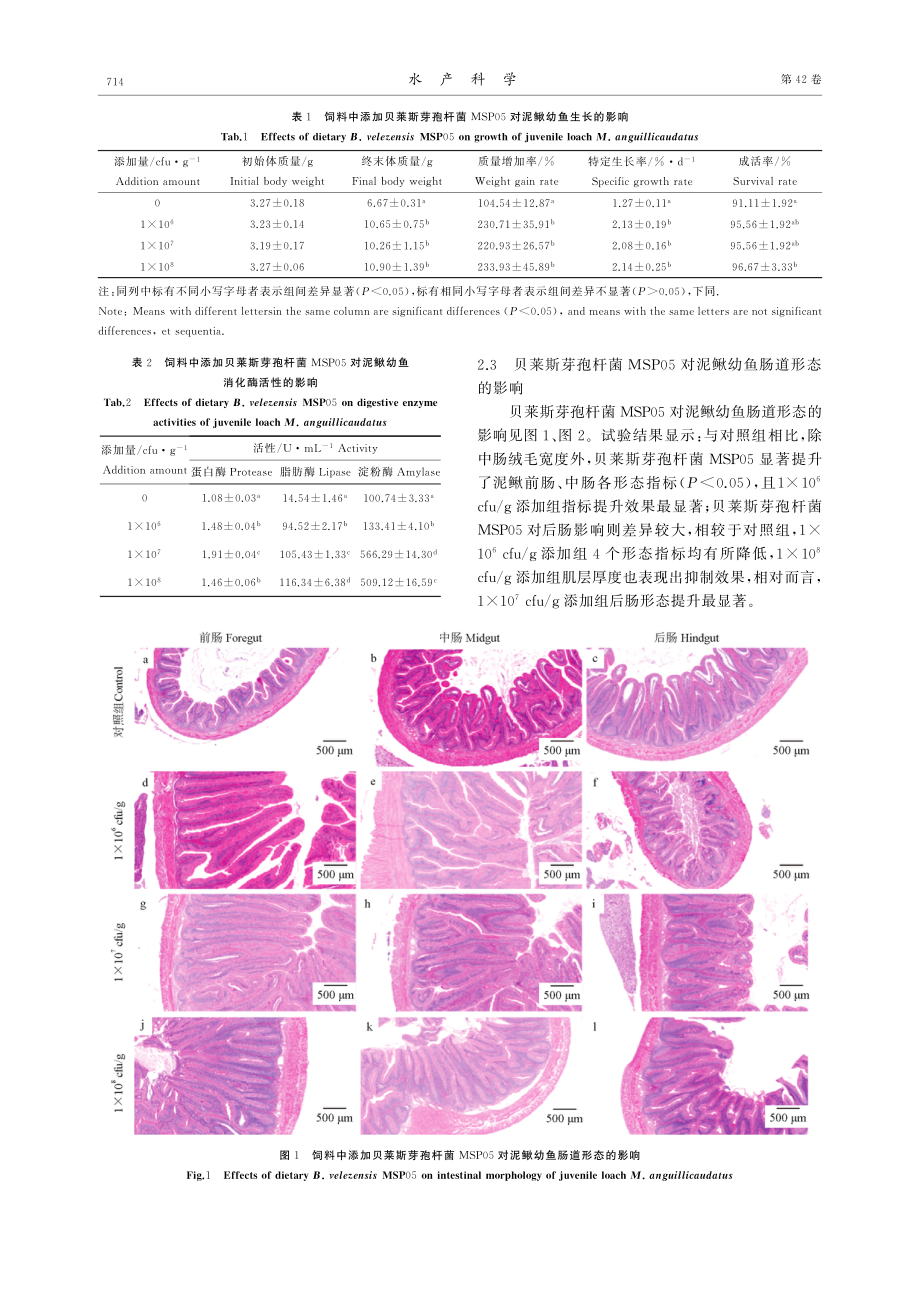 贝莱斯芽孢杆菌MSP05对泥鳅生长、消化及免疫的影响.pdf_第3页