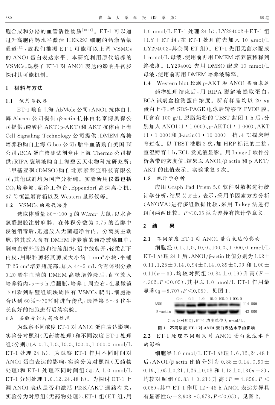 ET-1对血管平滑肌细胞ANO1表达的影响及机制.pdf_第2页