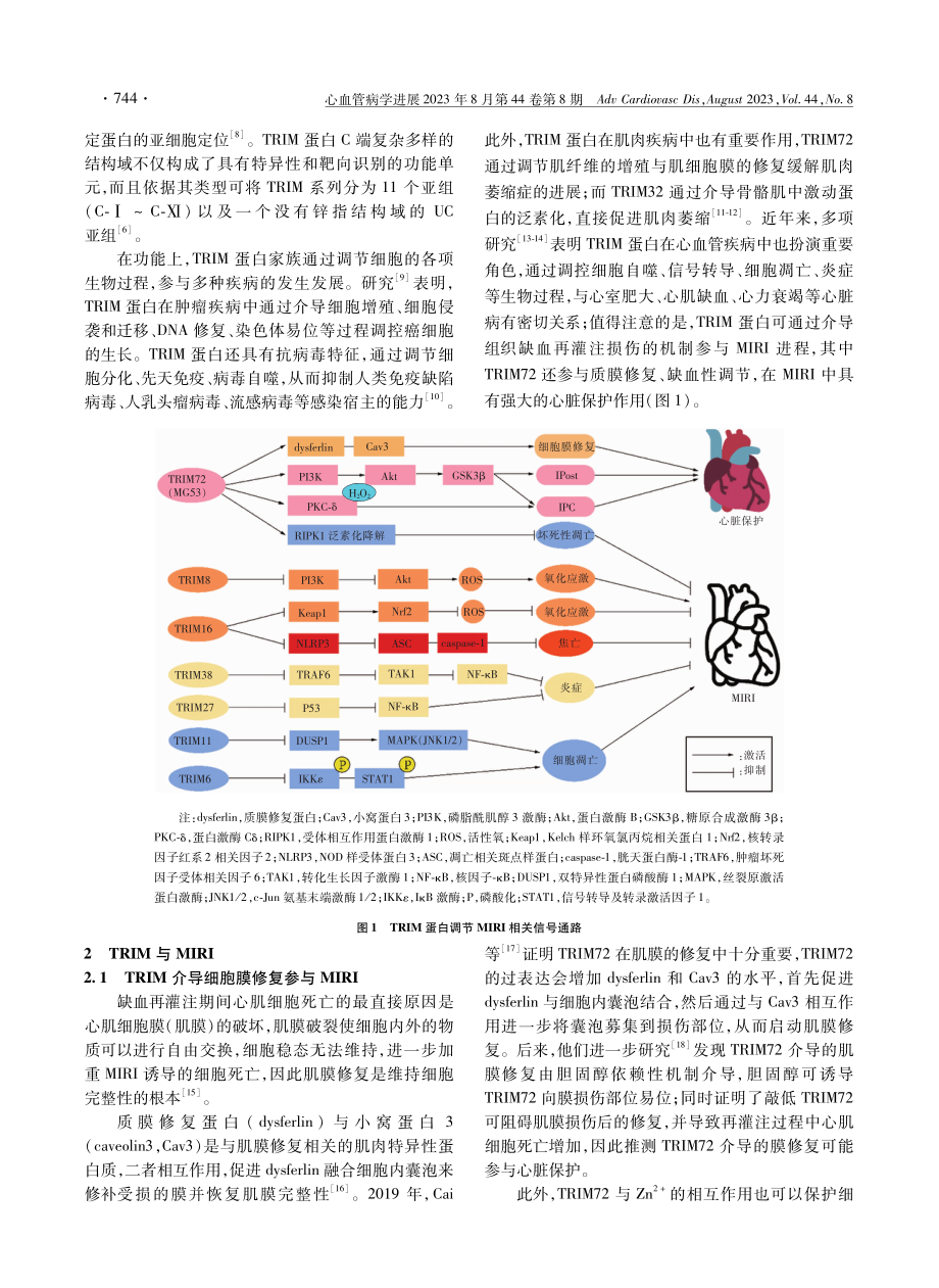 TRIM蛋白家族在心肌缺血再灌注损伤中的研究进展.pdf_第2页