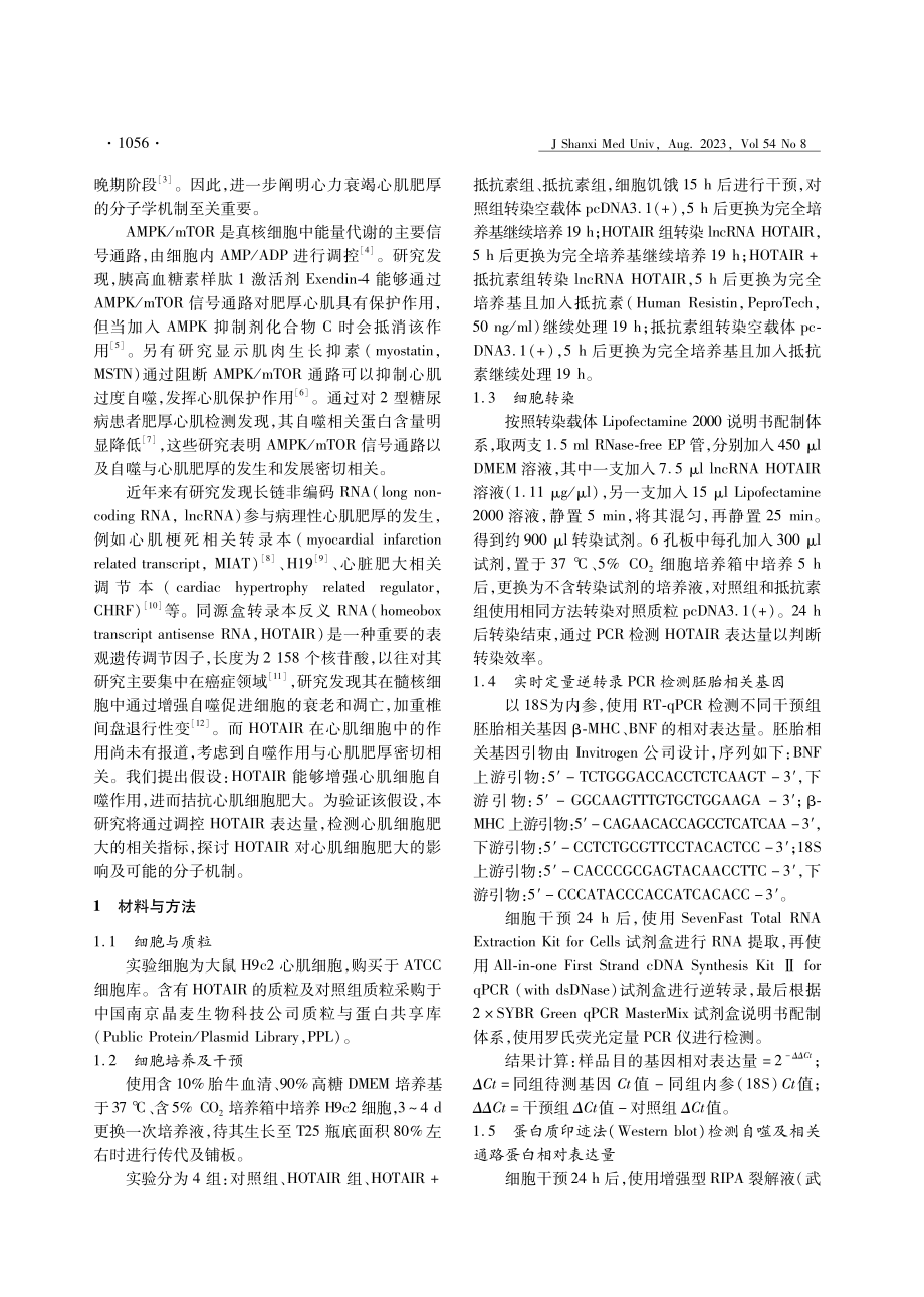 lncRNA HOTAIR增强自噬拮抗抵抗素诱导的心肌细胞肥大.pdf_第2页