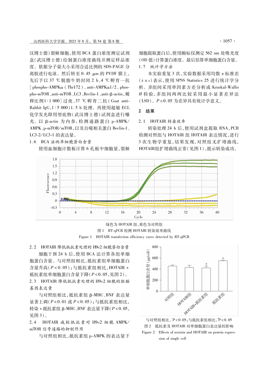 lncRNA HOTAIR增强自噬拮抗抵抗素诱导的心肌细胞肥大.pdf_第3页