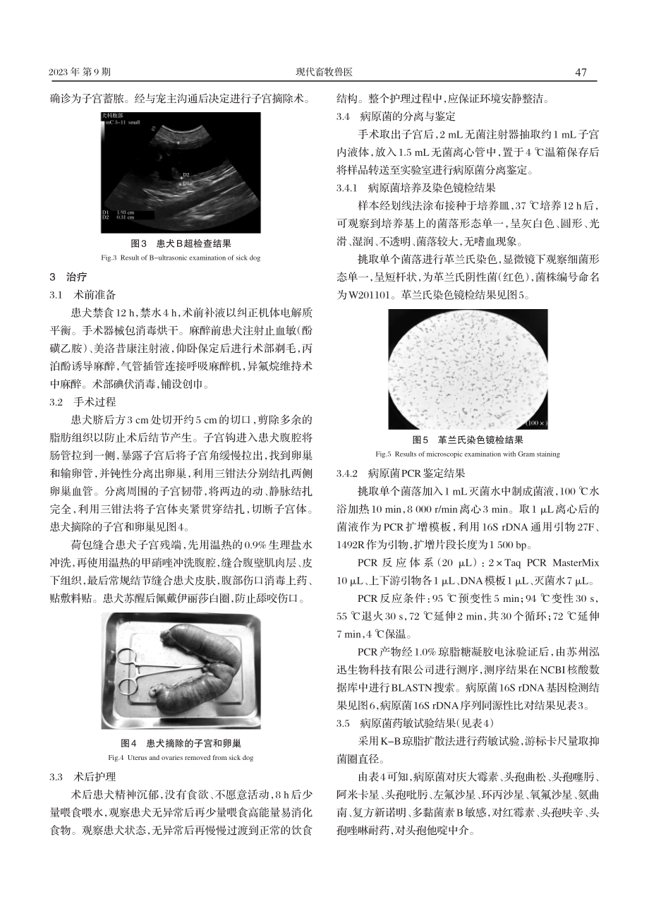 1例犬子宫蓄脓的诊治及病原菌的耐药性分析.pdf_第3页