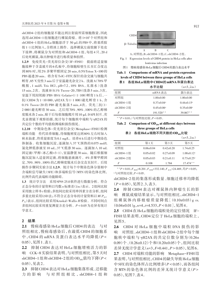 CHD4调控端粒功能促进宫颈癌HeLa细胞生长的机制研究.pdf_第3页