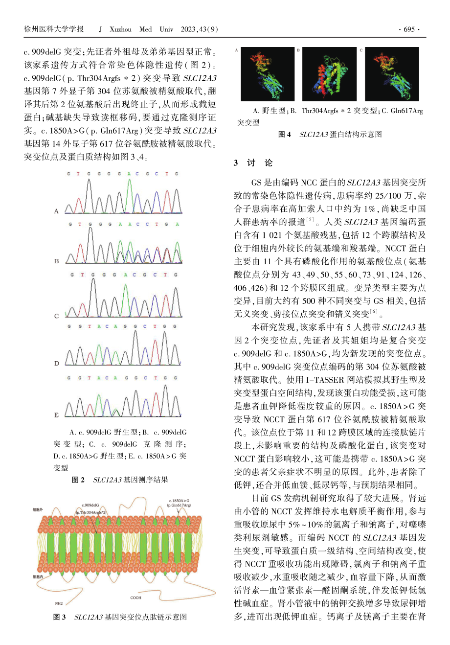 SLC12A3基因新突变导致Gitelman综合征的家系分析.pdf_第3页